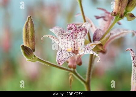 Tricyrtis di giglio del Toad Foto Stock