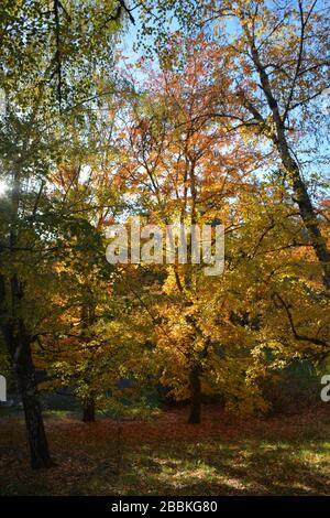 Splendidi colori autunnali all'Hoyt Arboretum, Portland, Oregon, USA Foto Stock