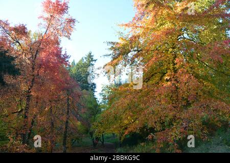 Splendidi colori autunnali all'Hoyt Arboretum, Portland, Oregon, USA Foto Stock