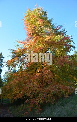 Splendidi colori autunnali all'Hoyt Arboretum, Portland, Oregon, USA Foto Stock