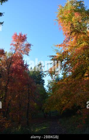 Splendidi colori autunnali all'Hoyt Arboretum, Portland, Oregon, USA Foto Stock