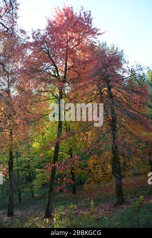 Splendidi colori autunnali all'Hoyt Arboretum, Portland, Oregon, USA Foto Stock