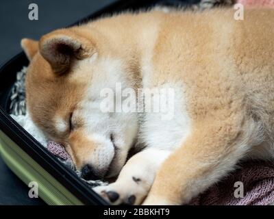 cucciolo shiba inu closeup orizzontale Foto Stock