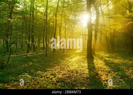 Foresta decidua di querce e faggi allagata di luce la mattina presto, il sole splende attraverso la nebbia, vicino a Freyburg, Burgenlandkreis, Sassonia-Anhalt Foto Stock