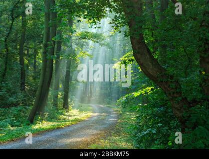 Sentiero escursionistico attraverso la foresta inondata di luce, il sole splende attraverso la nebbia mattutina, foresta decidua, Ziegelrodaer foresta, vicino Allstedt, Mansfeld-Sud Foto Stock