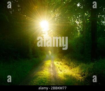 Sentiero escursionistico attraverso la foresta di faggi inondata di luce nella prima mattina, il sole splende attraverso la nebbia, Spessart, Baviera, Germania Foto Stock