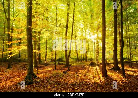 Foresta naturale decidua di querce, faggi e uccelli in autunno, il sole splende attraverso la foresta, Elbe arenaria montagne, Parco Nazionale Sassone Foto Stock