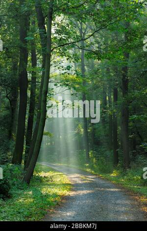 Sentiero escursionistico attraverso la foresta inondata di luce, il sole splende attraverso la nebbia mattutina, foresta decidua, Ziegelrodaer foresta, vicino Allstedt, Mansfeld-Sud Foto Stock