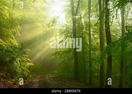 Sentiero escursionistico attraverso la foresta di faggio con nebbia all'inizio della primavera, luce del mattino, primo verde fresco fogliame, Kellerwald-Edersee National Park, UNESCO World Foto Stock