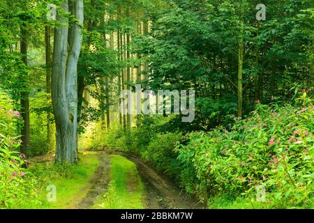 Sentiero escursionistico attraverso la foresta inondata di luce, il sole splende attraverso la nebbia mattutina, fiori selvatici fioriscono lungo il percorso, Turingia Slate Mountains, vicino Bad Foto Stock