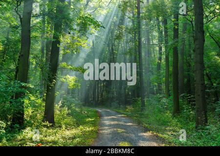 Sentiero escursionistico attraverso la foresta inondata di luce, il sole splende attraverso la nebbia mattutina, foresta decidua, Ziegelrodaer foresta, vicino Allstedt, Mansfeld-Sud Foto Stock