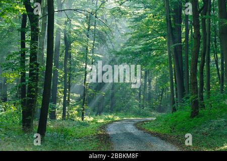 Sentiero escursionistico attraverso la foresta inondata di luce, il sole splende attraverso la nebbia mattutina, foresta decidua, Ziegelrodaer foresta, vicino Allstedt, Mansfeld-Sud Foto Stock