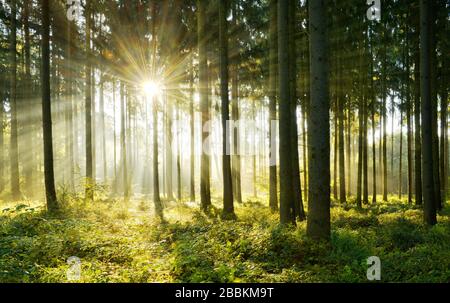 Foresta di abete rosso inondato di luce, il sole splende attraverso la nebbia, Flechtinger Hoehenzug, Magdeburger Boerde, Sassonia-Anhalt, Germania Foto Stock