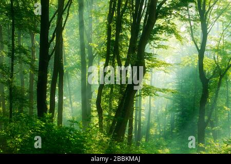 Faggeta inondata di luce, il sole splende attraverso la nebbia, vicino a Freyburg, Burgenlandkreis, Sassonia-Anhalt, Germania Foto Stock