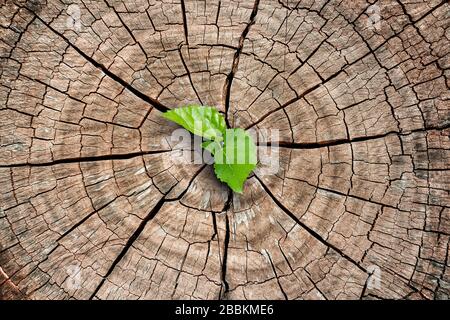 Una nuova vita inizia con il germoglio di foglie verdi su un albero morto stump. Recupero della natura Foto Stock