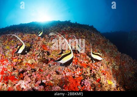 Idoli moreschi (Zanclus cornutus) foraging su faccia ripida con coralli e spugne, retroilluminazione, sole, Oceano Indiano, Maldive Foto Stock