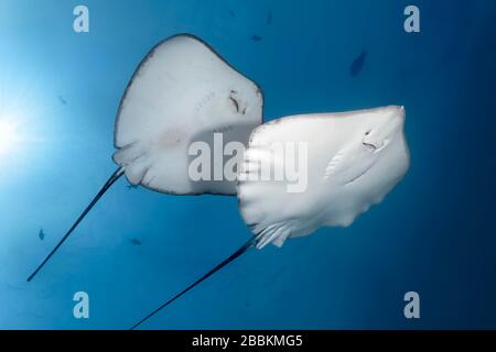 Sinistra Blackspotted Stingray (Taeniura meyeni), destra rosa biancastra (Himantura fai) da sotto, retroilluminazione, sole, Oceano Indiano, Maldive Foto Stock