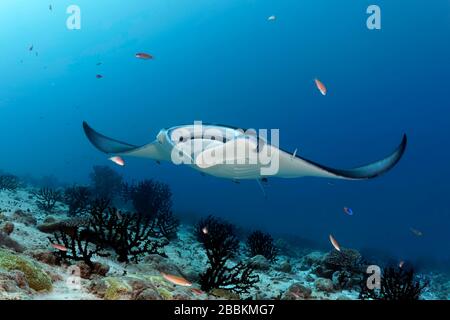 Reef Manta ray (Manta alfredi) nuota sulla barriera corallina Oceano Indiano, Maldive Foto Stock