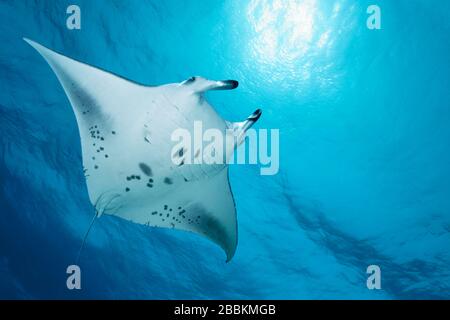 Reef Manta ray (Manta alfredi) da sotto, nuoto appena sotto la superficie del mare, luce di fondo, sole, Oceano Indiano, Maldive Foto Stock