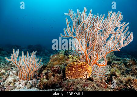 Menella Gorgonia (Menella sp.) con grande stella di Pillow (Culcita novaeguineae) sulla parte superiore della barriera corallina, Oceano Indiano, Maldive Foto Stock
