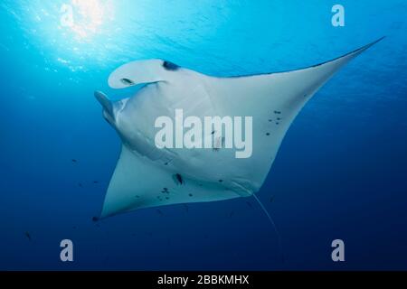 Reef Manta ray (Manta alfredi) da sotto, retroilluminazione, sole, Oceano Indiano, Maldive Foto Stock