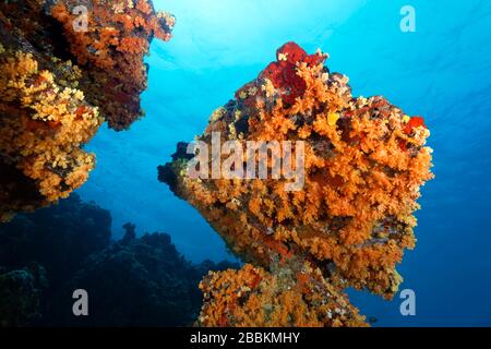 Torreggiante blocco di corallo, densamente coperto con piccoli coralli molli e bush (Nephheidae), Oceano Indiano, Maldive Foto Stock