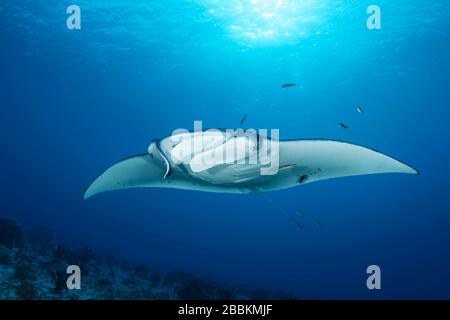 Reef Manta ray (Manta alfredi) dalla parte anteriore, luce posteriore, sole, Oceano Indiano, Maldive Foto Stock