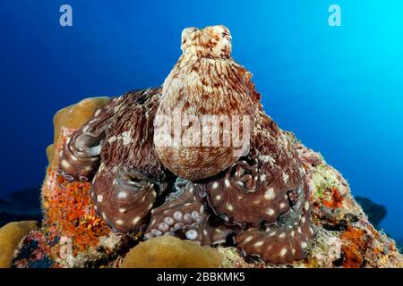 Octopus comune (Octopus vulgaris), seduta su corallo duro, Oceano Indiano, Maldive Foto Stock