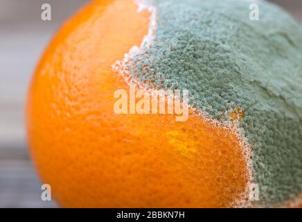 Moldy arancio mandarino primo piano, concetto di igiene Foto Stock