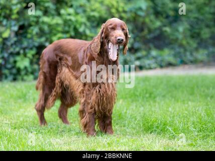 Ridere felice irlandese setter cane da compagnia sbadiglio in erba Foto Stock