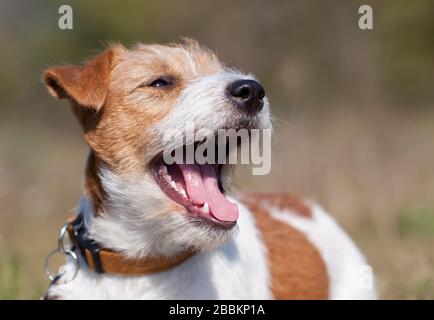 Divertente felice jack russel cane da compagnia ridere Foto Stock