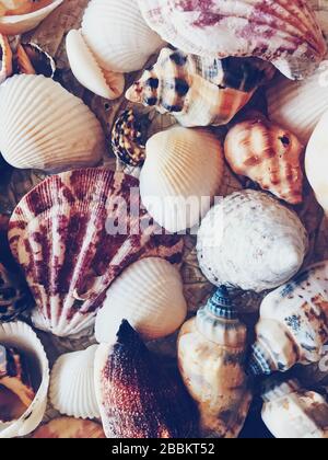 Conchiglie come sfondo estivo costiero, natura e concetto di viaggio Foto Stock