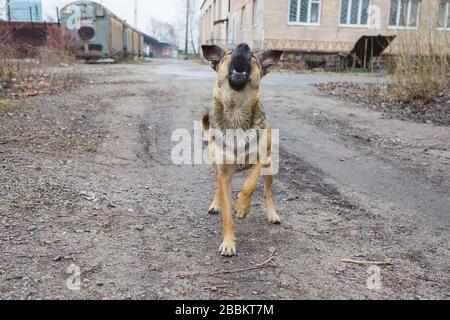 Il cane aggressivo sta abbaiando Foto Stock