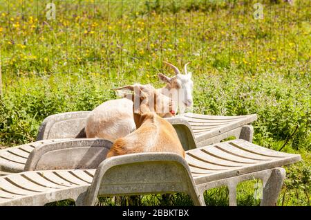 e 'tempo di vacanza per un paio di capre che si rilassano sulle sedie a sdraio in estate Foto Stock