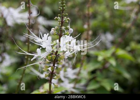 Pianta medicinale della Thailandia. Foto Stock