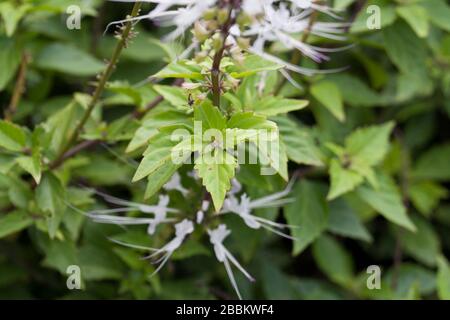 Pianta medicinale della Thailandia. Foto Stock