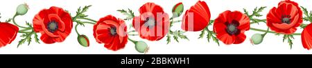 Bordo orizzontale senza cuciture Vector con fiori di papavero rosso su sfondo bianco. Illustrazione Vettoriale