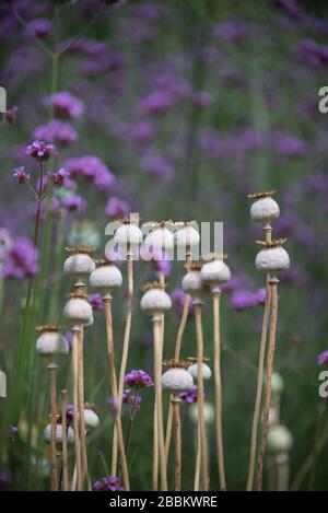 Giardino di campagna inglese, Regno Unito Foto Stock