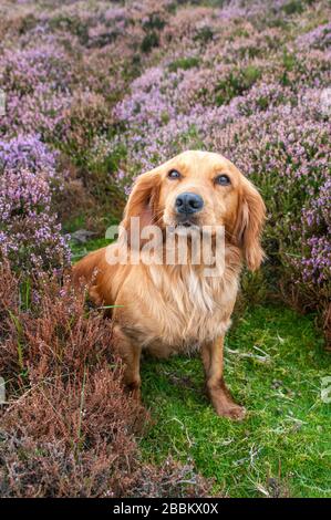 North Yorkshire, Inghilterra, Regno Unito. Cocker Spaniel seduto su brughiera, in erica (Calluna vulgaris) in fiore Foto Stock