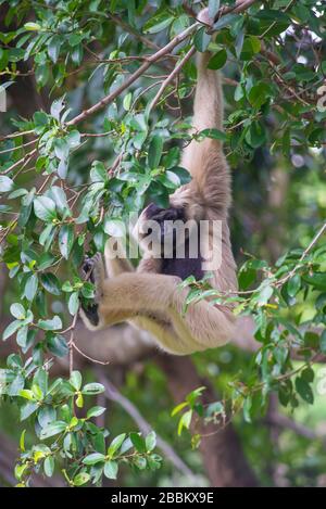 Gibbon taccuato bianco scimmia carina sull'albero. Foto Stock