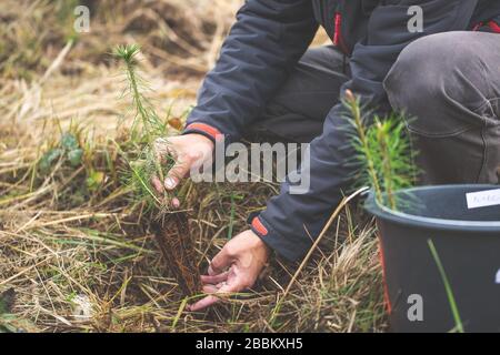 Sicuro il pianeta, uomo piantando albero giovane per ambiente migliore, concetto di ecologia Foto Stock