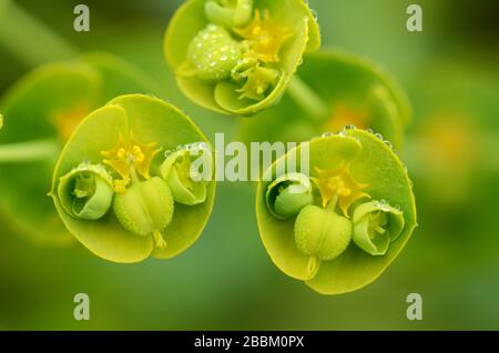 Particolare dei fiori o delle teste & delle rotolette di Spurge del mare, Euphorbia paralias Foto Stock