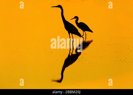 Grande Egret Casmerodius alba e Reddish Egret pesca in laguna su Fort Myers Beach Florida USA mattina presto Foto Stock