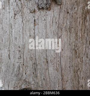 Il tronco di un pino morto senza corteccia. Superficie naturale ruvida con linee. Albero secco nella foresta. Struttura in legno per lo sfondo Foto Stock