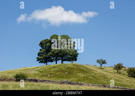 Un boschetto di alberi di sicomoro in una calda giornata estiva a Hall Dale, dove Valley, Peak District National Park, Staffordshire Foto Stock