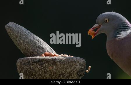 Londra, Regno Unito. 1st aprile 2020. Woodpiccione si nutre di noci e semi tritati di mortaio e pestello in un giardino suburbano. Credito: Malcolm Park/Alamy Live News. Foto Stock