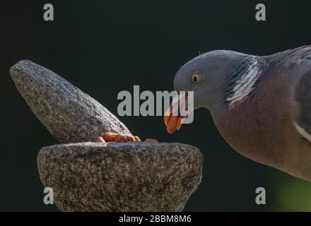 Londra, Regno Unito. 1st aprile 2020. Woodpiccione si nutre di noci e semi tritati di mortaio e pestello in un giardino suburbano. Credito: Malcolm Park/Alamy Live News. Foto Stock