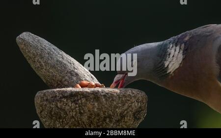 Londra, Regno Unito. 1st aprile 2020. Woodpiccione si nutre di noci e semi tritati di mortaio e pestello in un giardino suburbano. Credito: Malcolm Park/Alamy Live News. Foto Stock