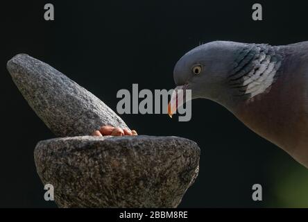 Londra, Regno Unito. 1st aprile 2020. Woodpiccione si nutre di noci e semi tritati di mortaio e pestello in un giardino suburbano. Credito: Malcolm Park/Alamy Live News. Foto Stock