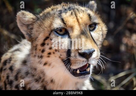 Ritratto di una Cheetah Up Close e personale in ambiente naturale Foto Stock